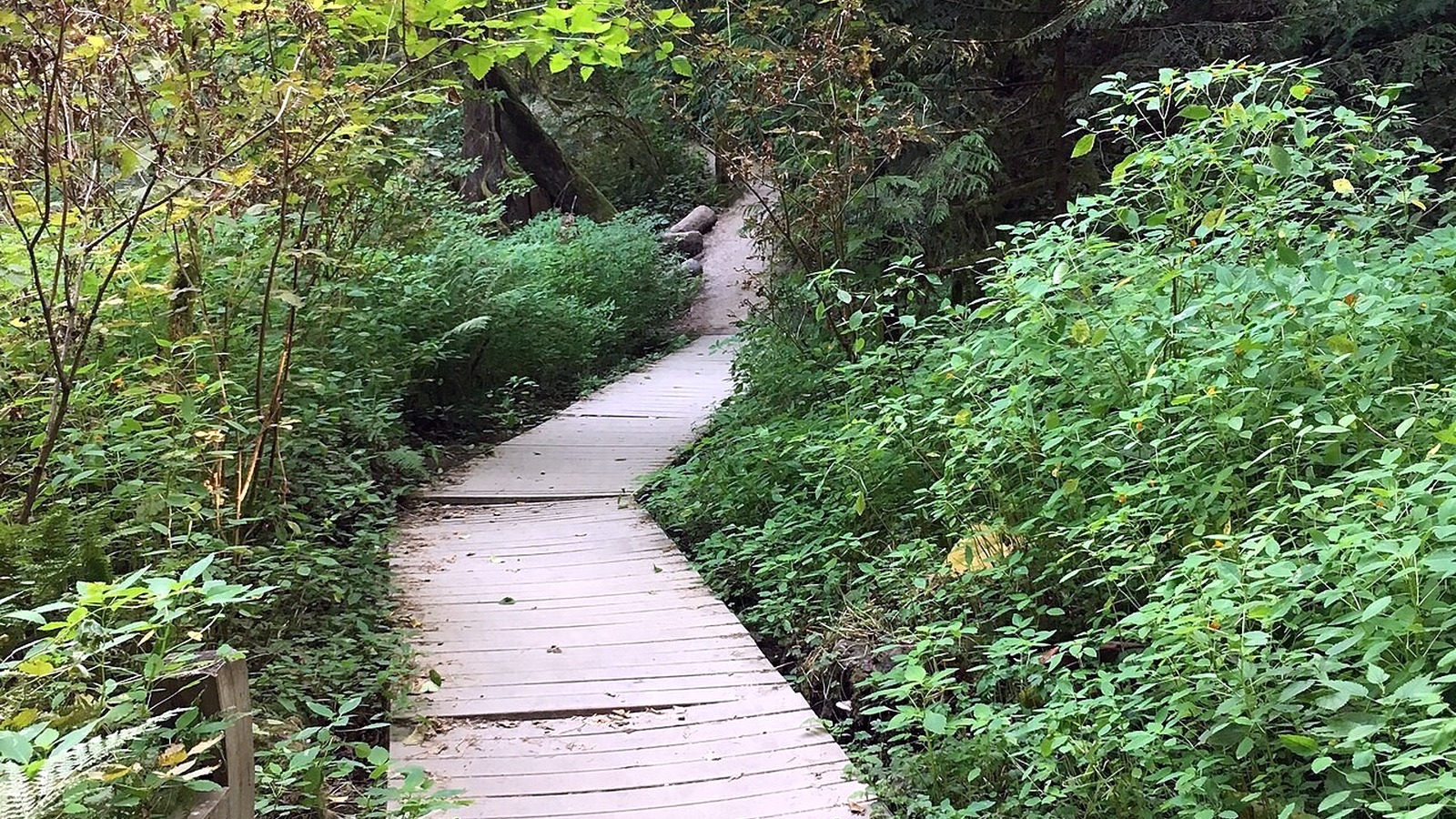 Wooden boardwalk through bright green vegetation in Tryon Creek State Natural Area