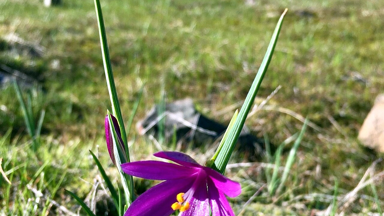 Purple grass widow wildflower at Catherine Creek in the Columbia River Gorge