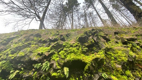 Moss-covered basalt beside Eagle Creek Trail in winter