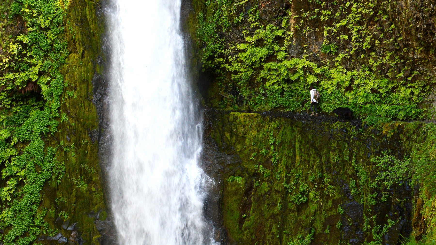 Tunnel Falls pouring beside a cliffside section of Eagle Creek Trail