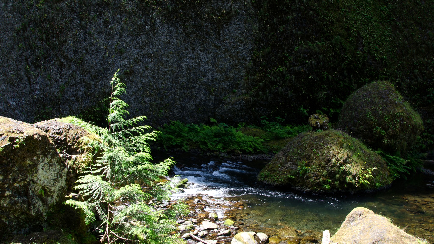 Tanner Creek flowing through mossy forest near Wahclella Falls