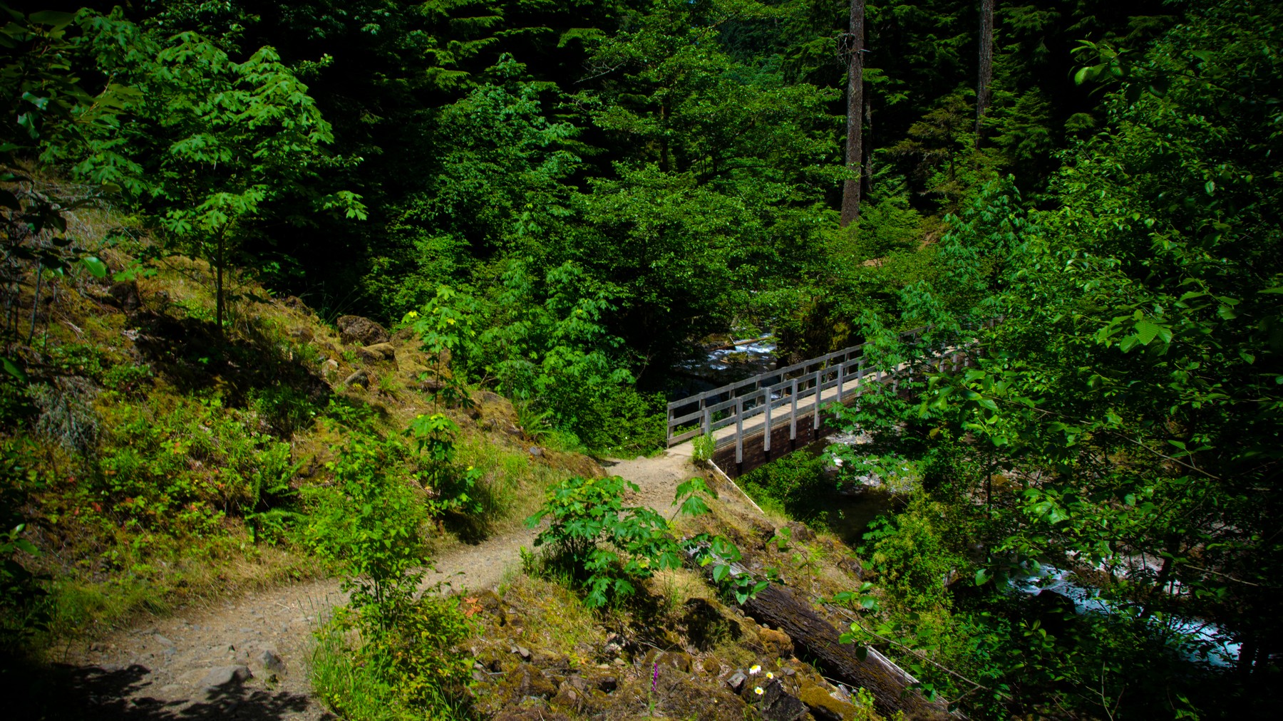 Footbridge crossing Tanner Creek on Wahclella Falls Trail