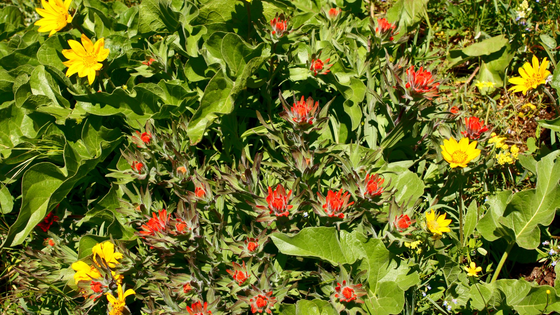 Indian paintbrush and balsamroot blooming on Dog Mountain in spring