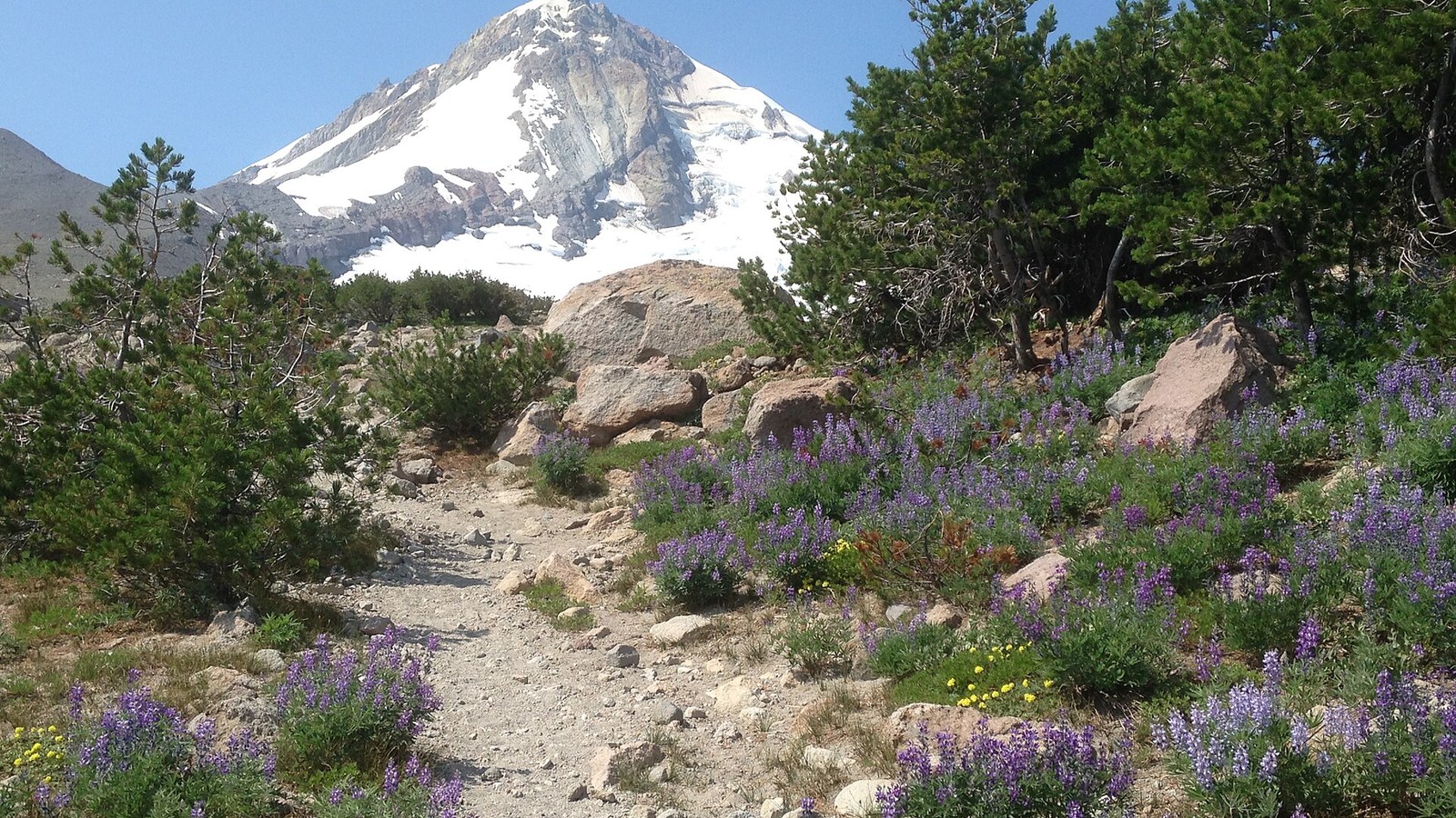 Wildflowers beside a Mount Hood National Forest trail