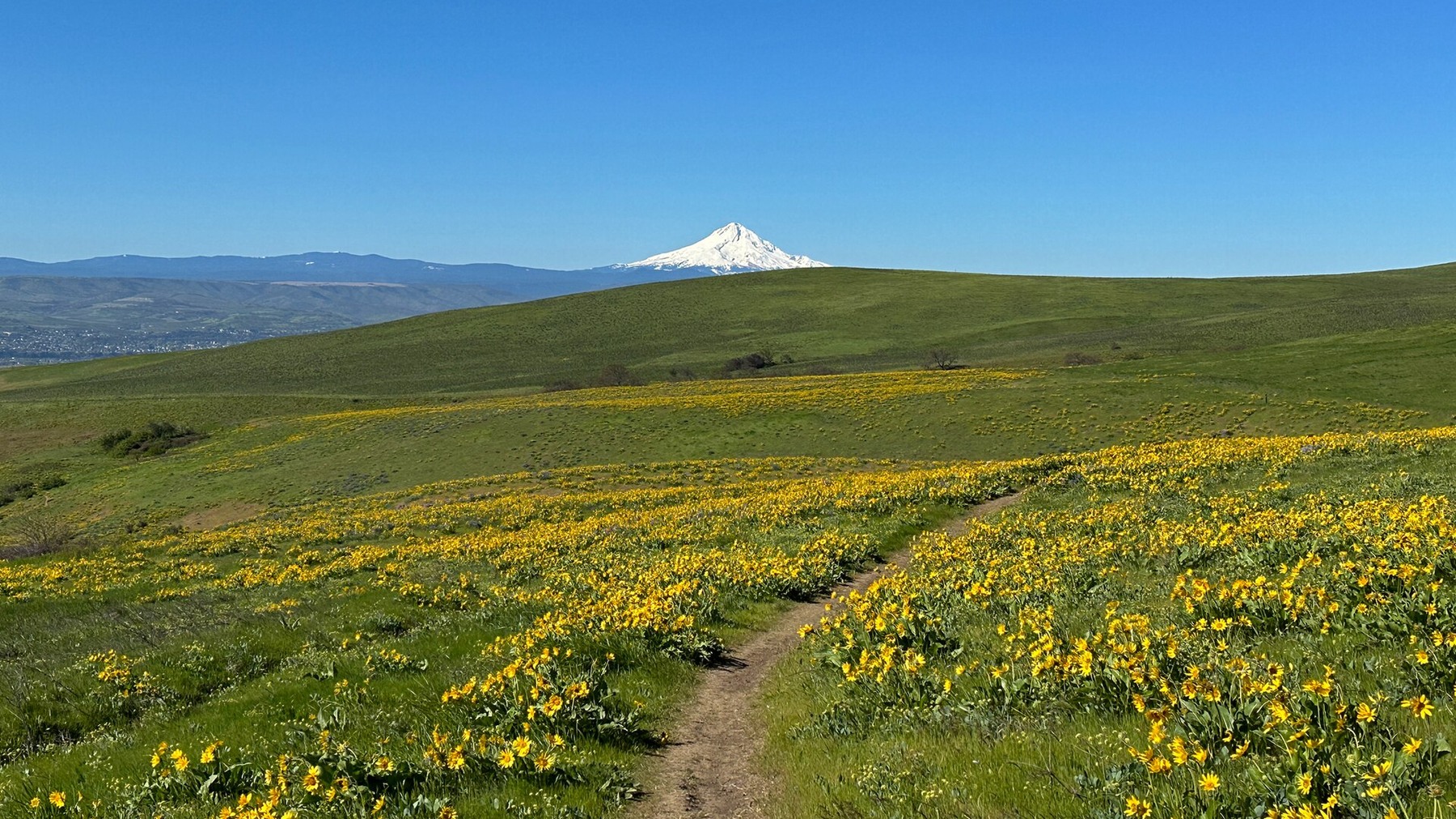 Sunlit wildflower hills above the Columbia River