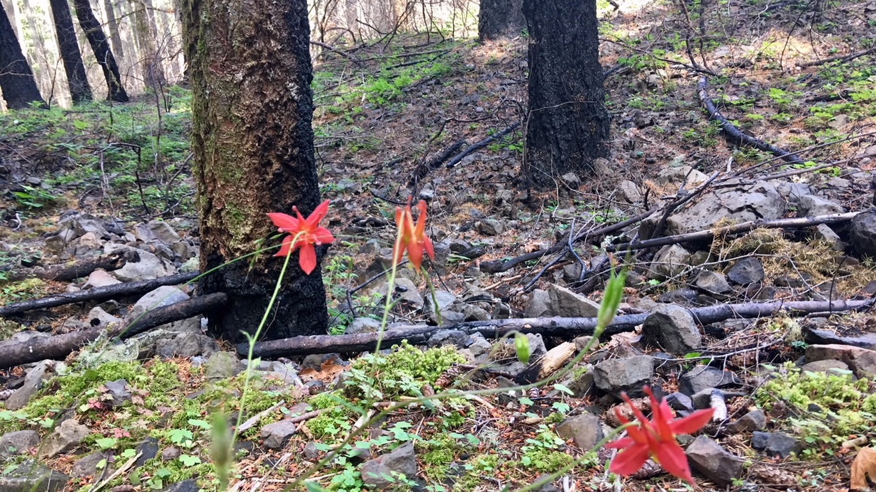 Wildflowers beside the Pacific Crest Trail in Oregon