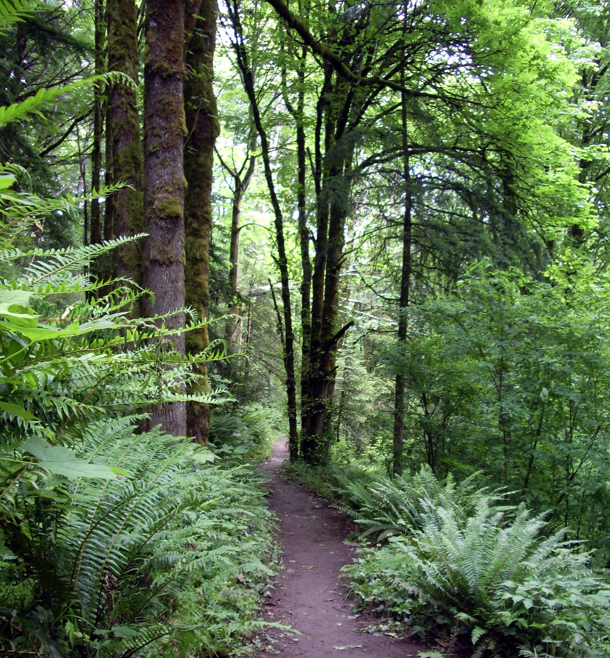Wildwood Trail curving through dense green forest in Portland Forest Park