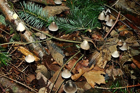Leaf litter and green understory on the floor of Portland Forest Park