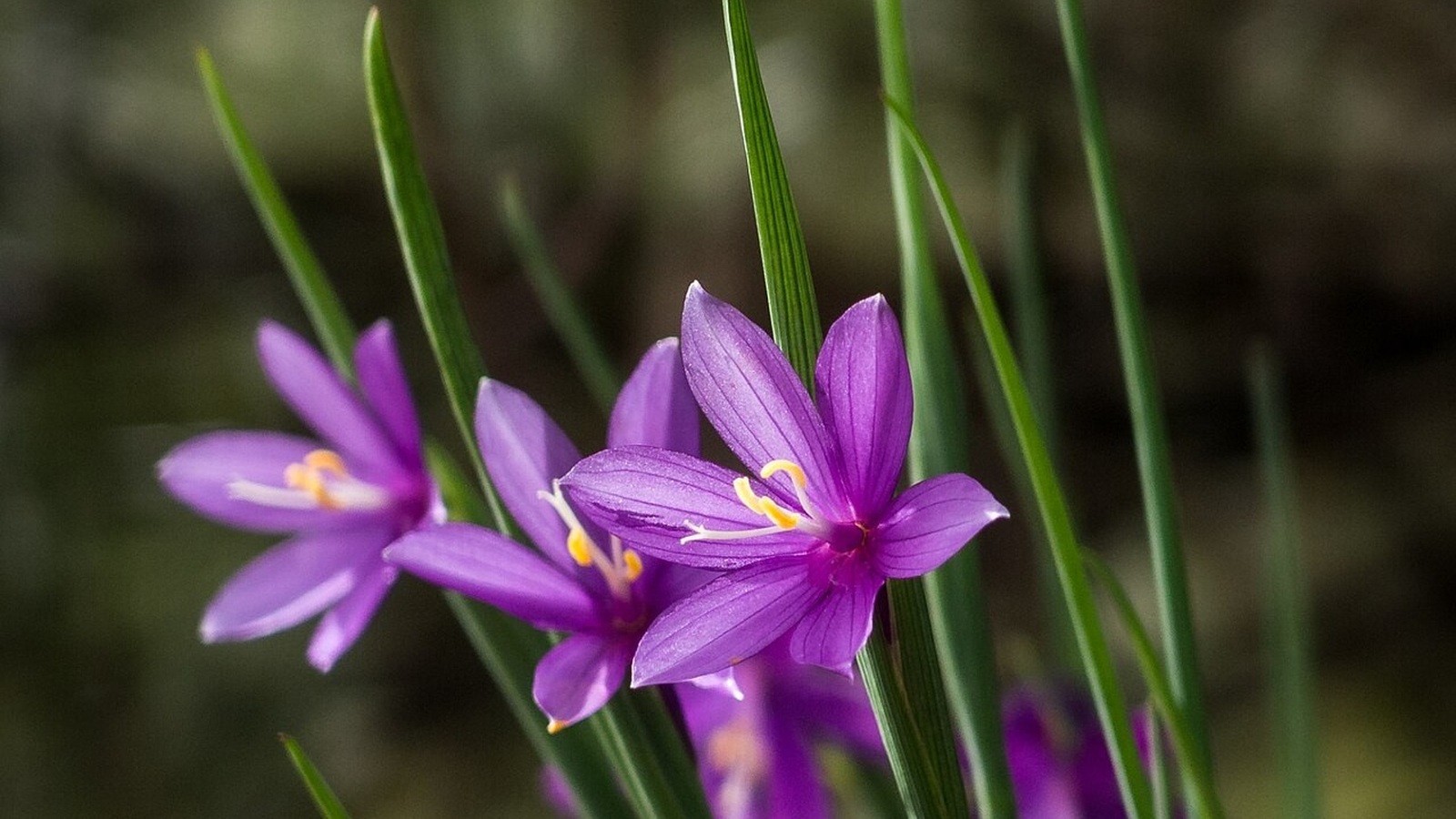 Close view of purple grass widow wildflowers at Catherine Creek