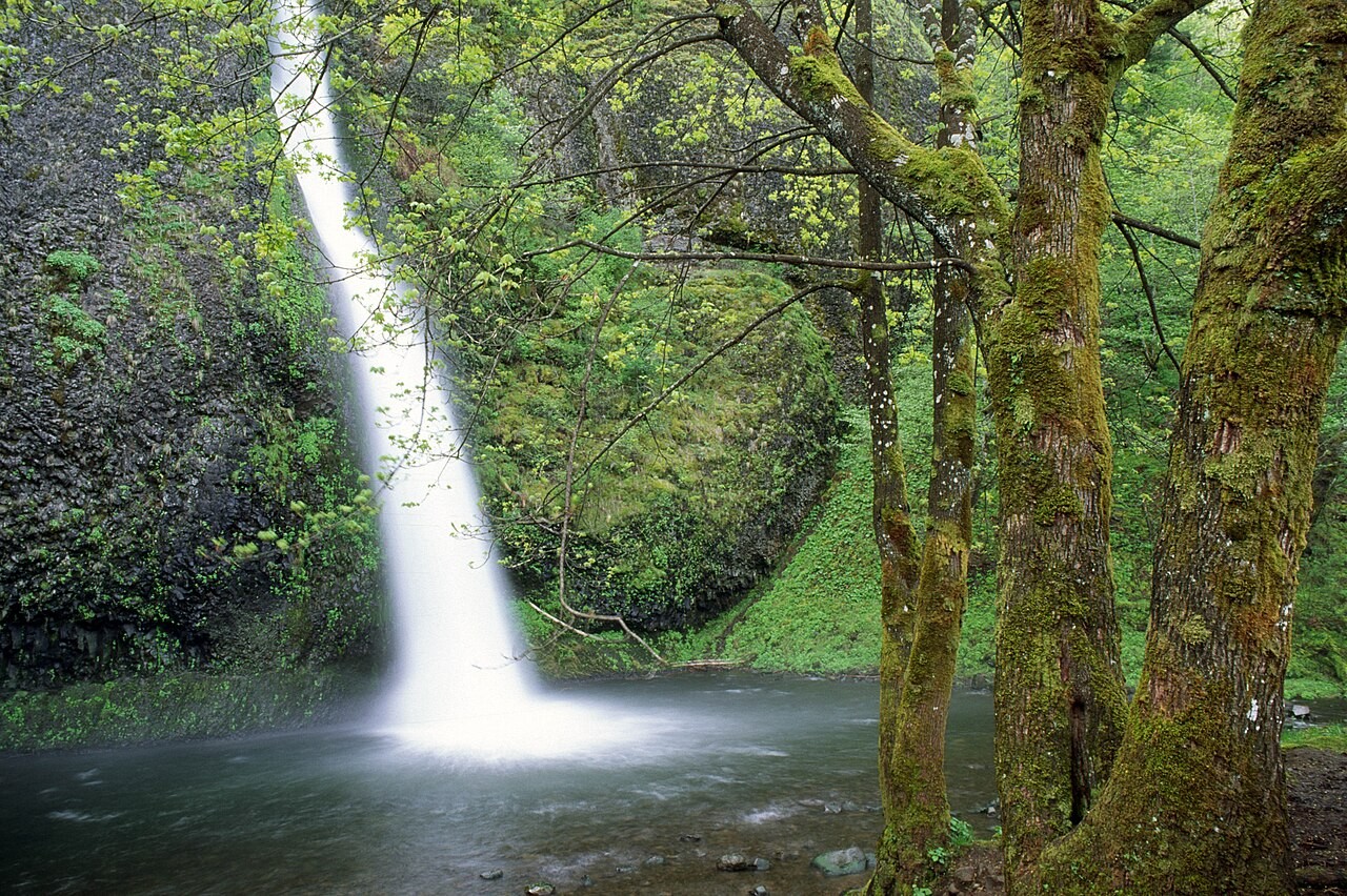 Horsetail Falls dropping into a pool surrounded by green forest