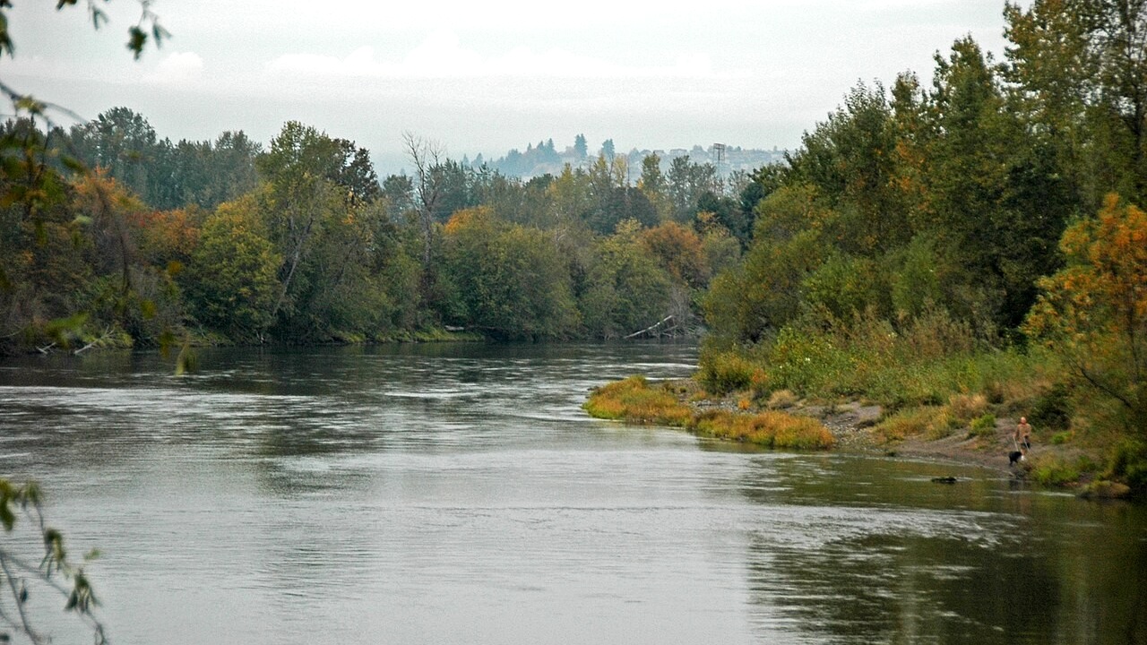 A broad view of the Sandy River near its delta, bordered by trees in early fall