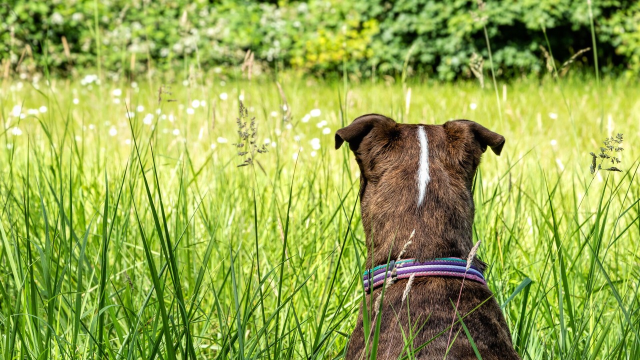 A dog walking on a leash through a grassy field in Oregon