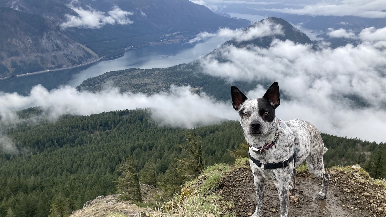 A dog standing on a rocky overlook above the Columbia River Gorge at Dog Mountain